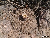 Gymnocalycium glaucum Salicas, LR, Arg ©JL.jpg